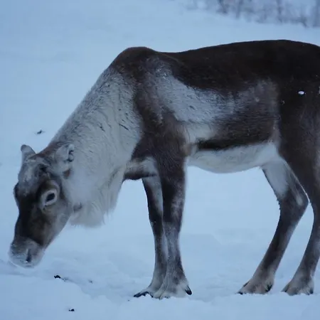 Lapin Lumilomat Dom wakacyjny Äkäslompolo
