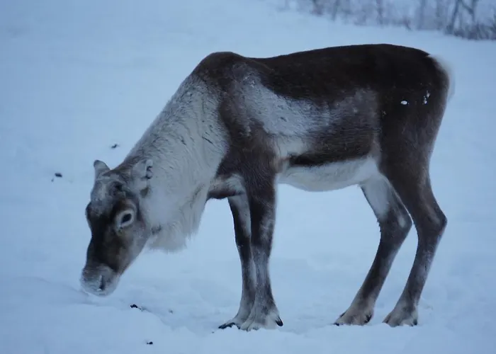 Lapin Lumilomat Dom wakacyjny Äkäslompolo